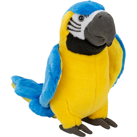 Plan L Blue and Gold Macaw
