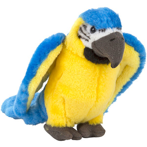 Plan S Blue and Gold Macaw